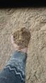 Продажа песка  карьерного, сеяного, пескогрунт, торф