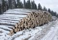 Круглый лес на строительство срубов с доставкой