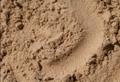 Песок мытый, сеяный с доставкой не дорого